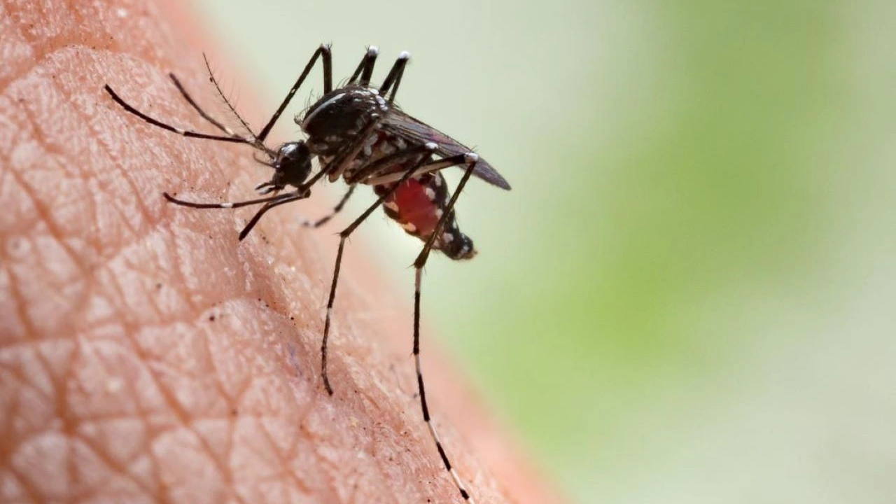 sivrisinek isirigi neden kasindirir sivrisinek isirigi kasintisi nasil gecer v4GY